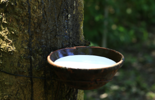 Giá cao su biến động vì sản lượng ngày 26/09/2025